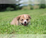 Small #5 Pembroke Welsh Corgi