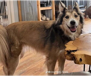 Collie-Unknown Mix Dogs for adoption in St. Augustine, FL, USA