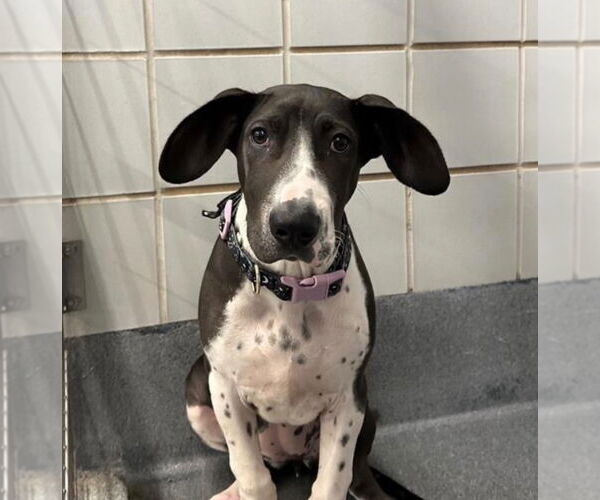 Medium Photo #1 Basset Hound-Great Dane Mix Puppy For Sale in Bullard, TX, USA