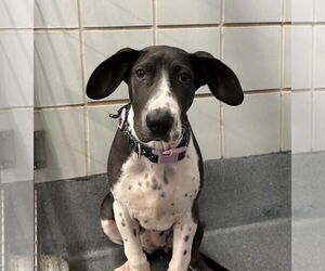 Basset Hound-Great Dane Mix Dogs for adoption in Bullard, TX, USA