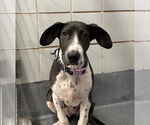 Small Basset Hound-Great Dane Mix
