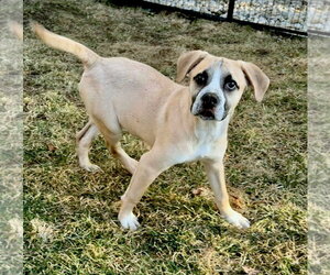 American Boston Bull Terrier Dogs for adoption in GILBERTS, IL, USA