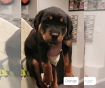 Small Photo #4 Rottweiler Puppy For Sale in GRESHAM, OR, USA