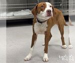 Small #2 English Foxhound-Pointer Mix