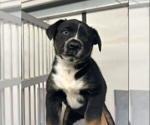 German Shepherd Dog-Unknown Mix Dogs for adoption in Stockton, CA, USA