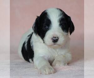 Poodle (Standard)-Shepadoodle Mix Puppy for sale in FREDERICKSBG, OH, USA