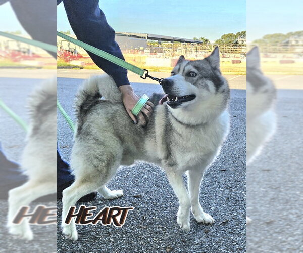 Medium Photo #3 Siberian Husky Puppy For Sale in Severn, MD, USA