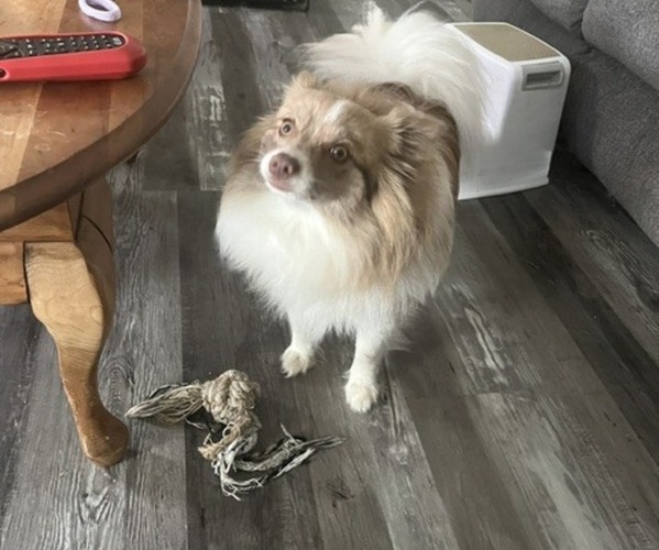 Medium Photo #1 Pomeranian Puppy For Sale in FALLS OF ROUGH, KY, USA