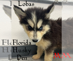 Image preview for Ad Listing. Nickname: Lobas red male