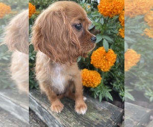 Cavalier King Charles Spaniel Puppy for sale in HONEY BROOK, PA, USA