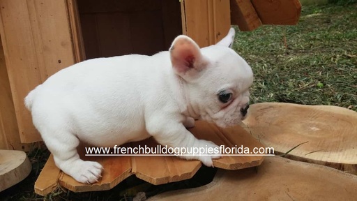 Medium Photo #1 French Bulldog Puppy For Sale in HOMESTEAD, FL, USA