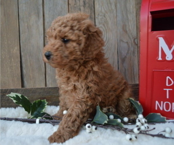 Medium Photo #2 Poodle (Miniature) Puppy For Sale in HONEY BROOK, PA, USA