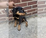 Small Photo #11 Rottweiler Puppy For Sale in DETROIT, MI, USA