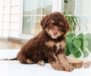 Bernedoodle Puppy for sale in LANCASTER, PA, USA