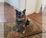 Small #4 Border Collie Mix