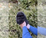 Small #18 Pomeranian