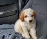 Small #23 Bernedoodle (Miniature)