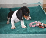 Image preview for Ad Listing. Nickname: Litter of 2