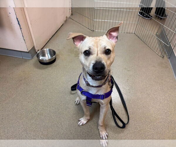 Medium Photo #6 Shepradors Puppy For Sale in Sayreville, NJ, NJ, USA