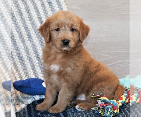 Medium Photo #1 Goldendoodle (Miniature) Puppy For Sale in SYRACUSE, IN, USA