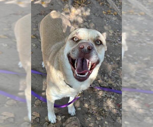 Medium Photo #3 German Shepherd Dog-Unknown Mix Puppy For Sale in Santa Barbara, CA, USA