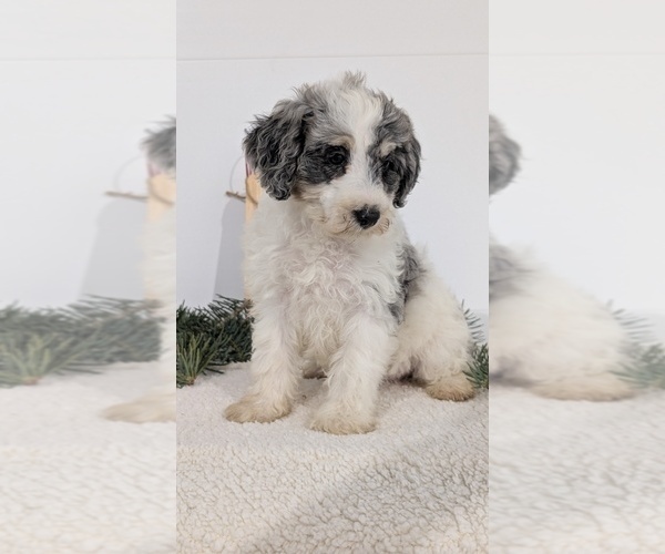 Medium Photo #52 Schnoodle (Miniature) Puppy For Sale in GOSHEN, IN, USA