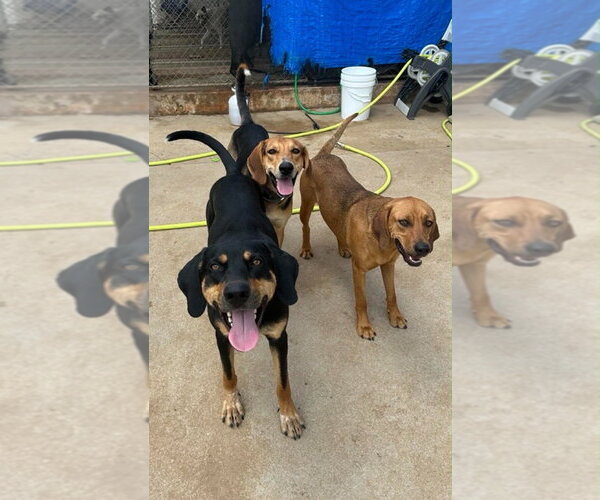Medium Photo #2 Coonhound-Unknown Mix Puppy For Sale in Canton, CT, USA