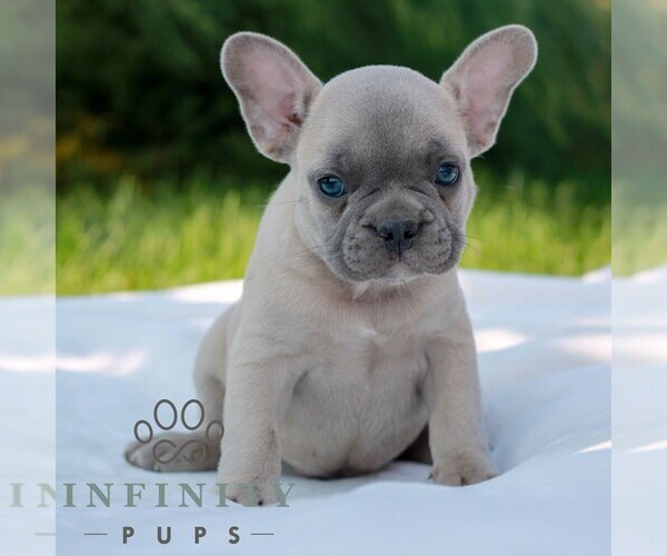 Medium Photo #1 French Bulldog Puppy For Sale in NEWMANSTOWN, PA, USA