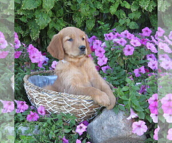 Medium Photo #4 Golden Retriever Puppy For Sale in THORP, WI, USA