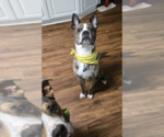 Small #11 American Staffordshire Terrier-Boxer Mix