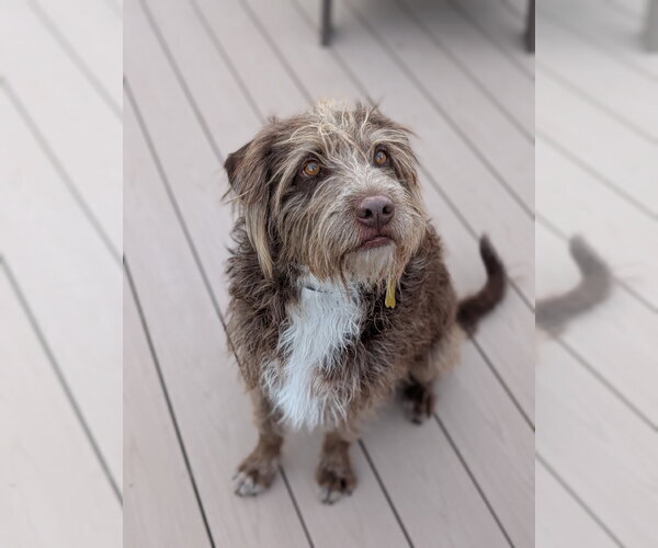 Medium Photo #5 Mutt Puppy For Sale in Sandy, UT, USA