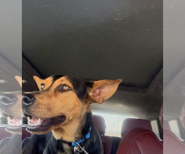 Medium Photo #4 German Pinscher-Unknown Mix Puppy For Sale in Woodland Hills, CA, USA