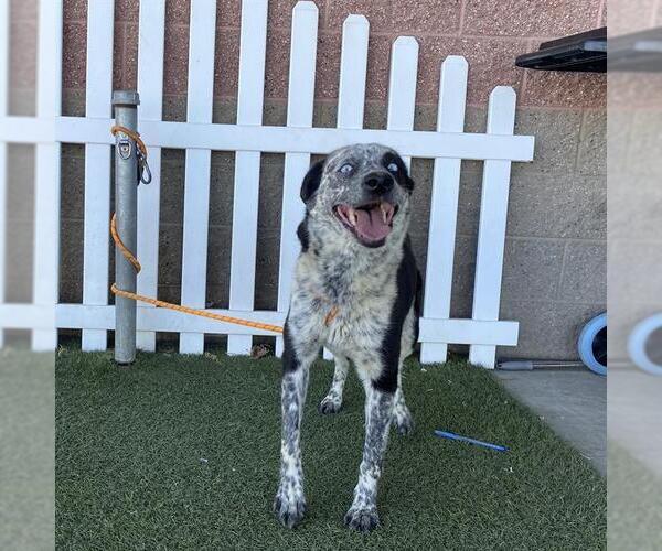Medium Photo #1 Border Collie-Texas Heeler Mix Puppy For Sale in Modesto, CA, USA