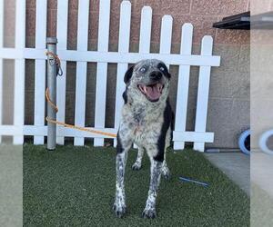 Border Collie-Texas Heeler Mix Dogs for adoption in Modesto, CA, USA