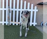 Small Border Collie-Texas Heeler Mix