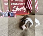 Image preview for Ad Listing. Nickname: Dolley