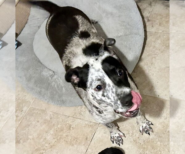 Medium Photo #2 Mutt Puppy For Sale in Missouri City, TX, USA