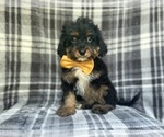 Small Cavapoo