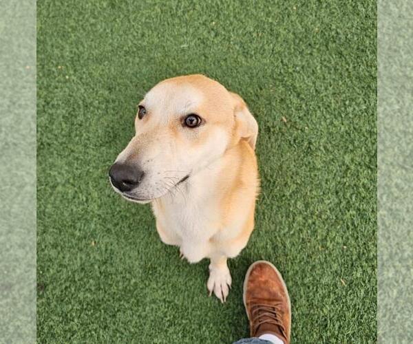 Medium Photo #7 Black Mouth Cur-Whippet Mix Puppy For Sale in Rockwall, TX, USA