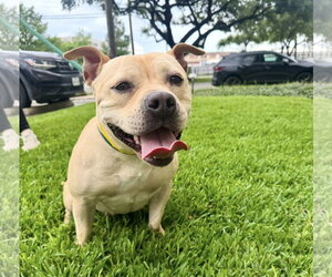 Moo Deng - Female Bulldog-Staffordshire Bull Terrier Mix Dog for Adoption - Photo #14