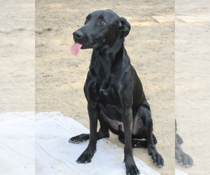 Magic Man - Male Labrador Retriever-Unknown Mix Dog for Adoption - Photo #6