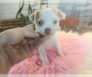 Chihuahua Puppy for sale in CARTHAGE, TX, USA