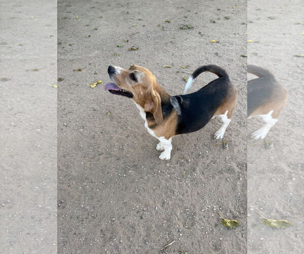 Medium Photo #2 Beagle Puppy For Sale in Apple Valley, CA, USA