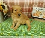 Puppy Starlord Golden Retriever