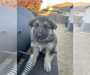 German Shepherd Dog Puppy for Sale in DALLAS, Texas USA