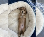 Small Photo #6 Dachshund Puppy For Sale in LA VERNE, CA, USA