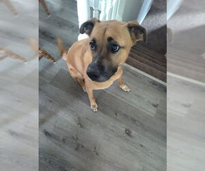 Black Mouth Cur Dogs for adoption in Ogden, UT, USA