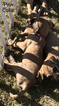Small Photo #2 Great Dane Puppy For Sale in ENID, OK, USA