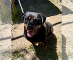 Small #4 Rottweiler Mix