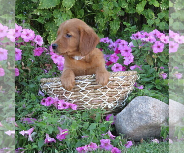 Medium Photo #53 Golden Retriever Puppy For Sale in THORP, WI, USA